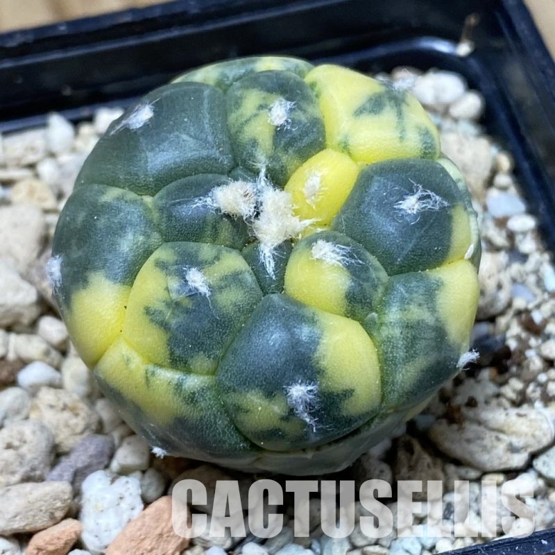 SH31164 Astrophytum asterias ‘Kikko’ f. variegata