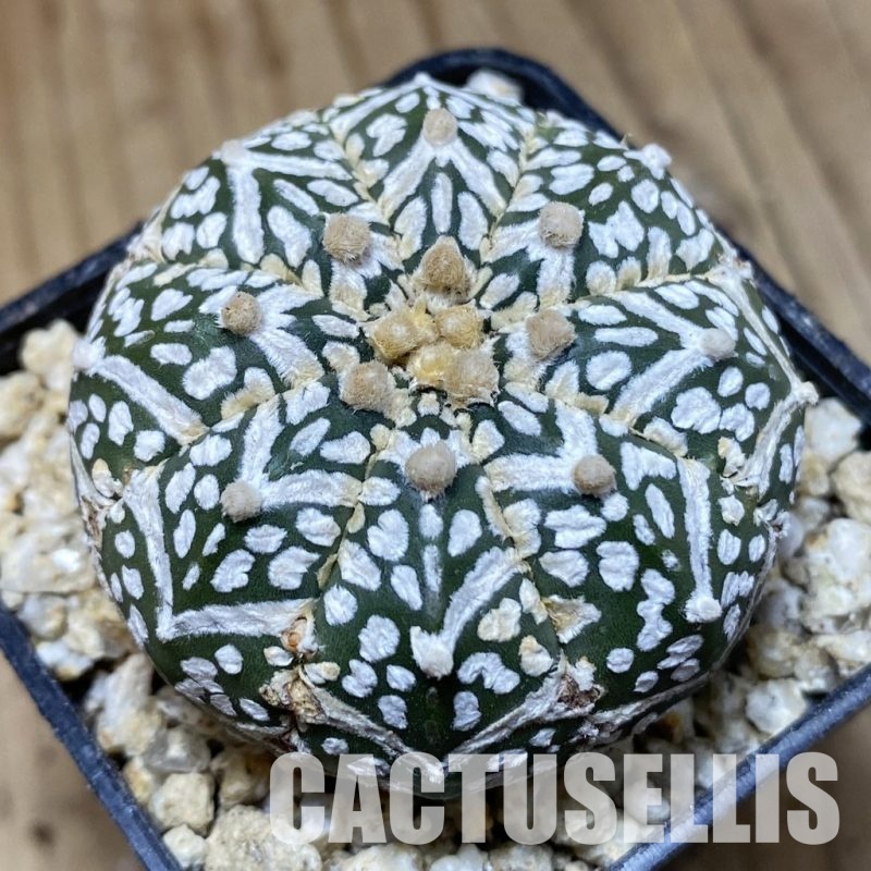 SH31165 Astrophytum asterias ‘Super Kabuto’ V-type