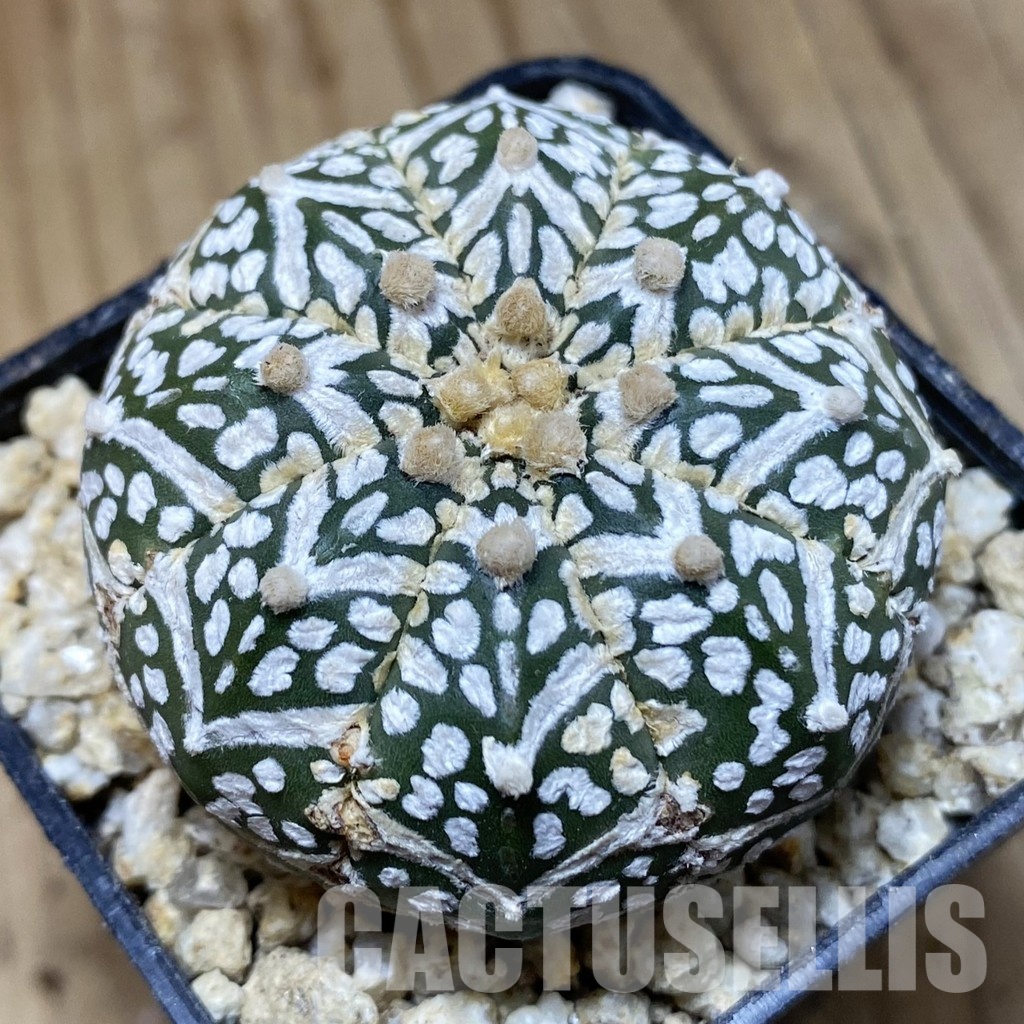 SH31165 Astrophytum asterias ‘Super Kabuto’ V-type