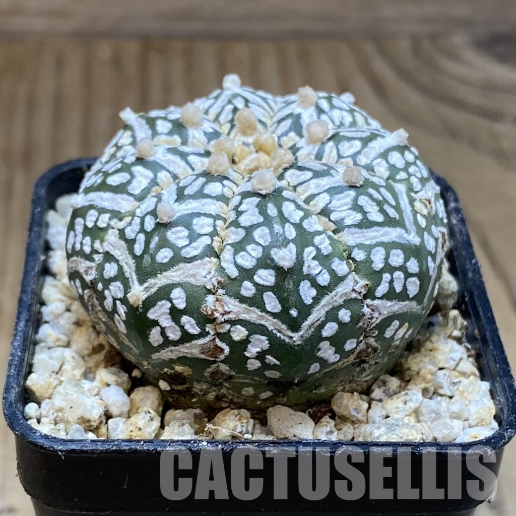 SH31165 Astrophytum asterias ‘Super Kabuto’ V-type – Image 2