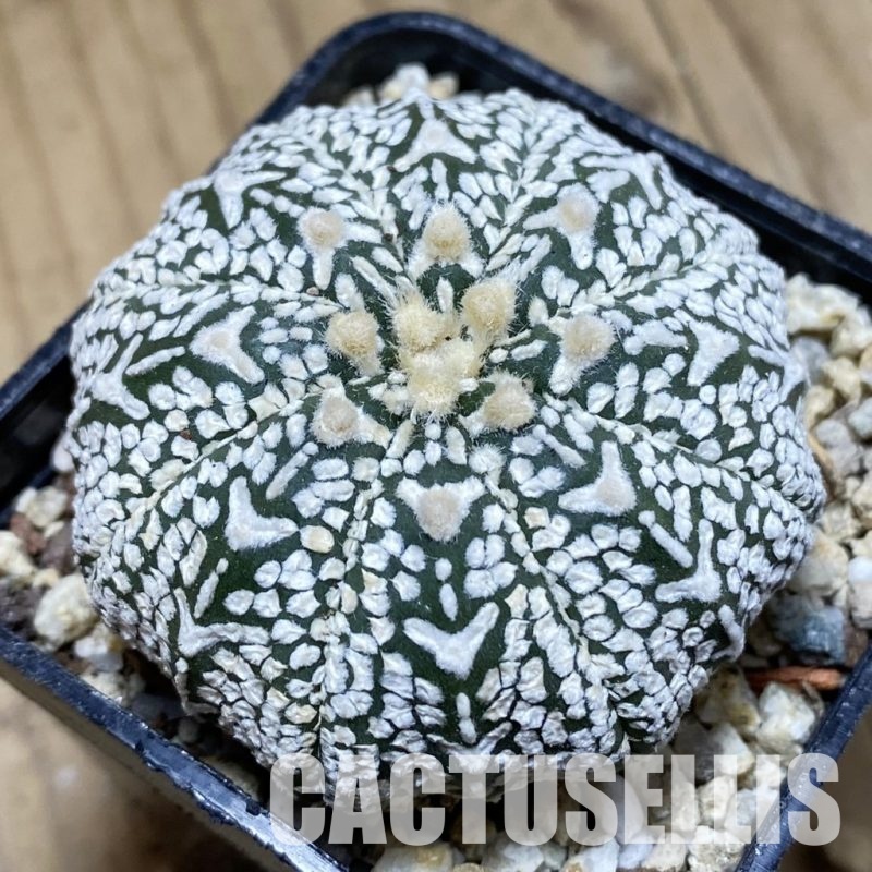 SH31166 Astrophytum asterias ‘Super Kabuto’ V-type
