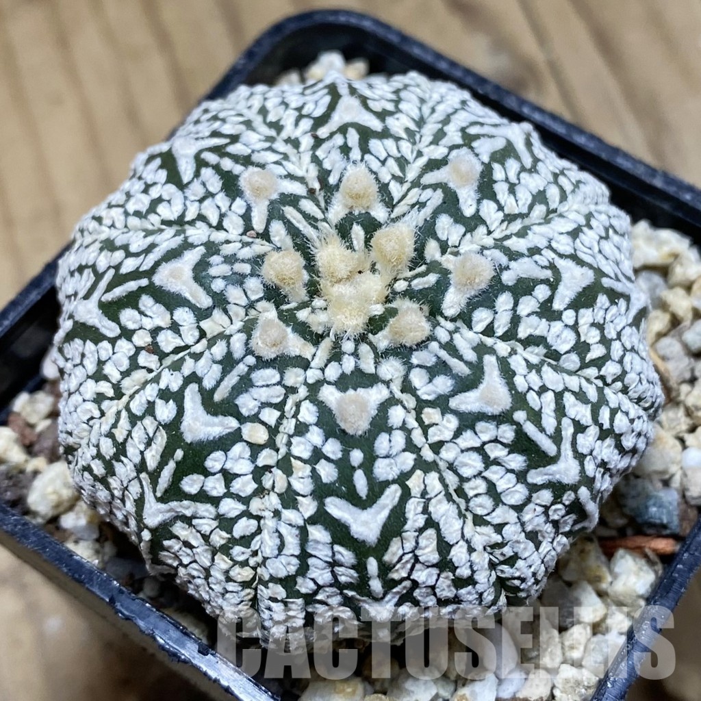 SH31166 Astrophytum asterias ‘Super Kabuto’ V-type