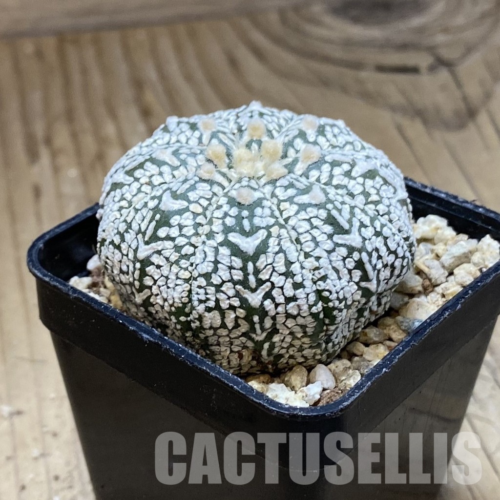 SH31166 Astrophytum asterias ‘Super Kabuto’ V-type – Image 2