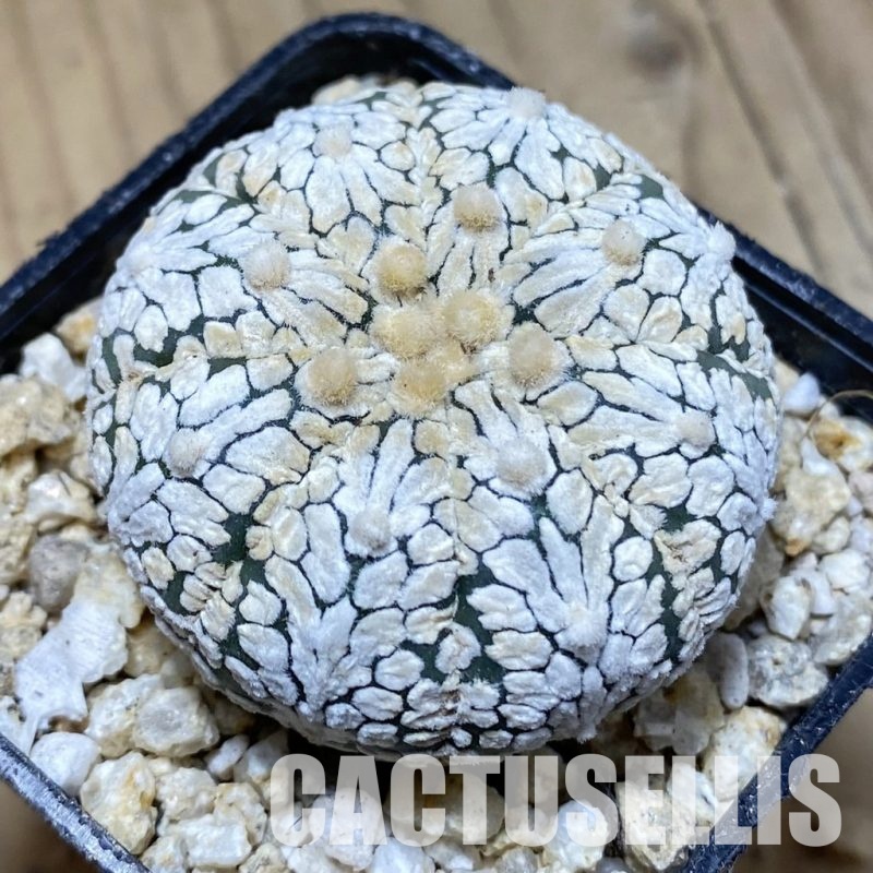 SH31167 Astrophytum asterias ‘Super Kabuto’ V-type