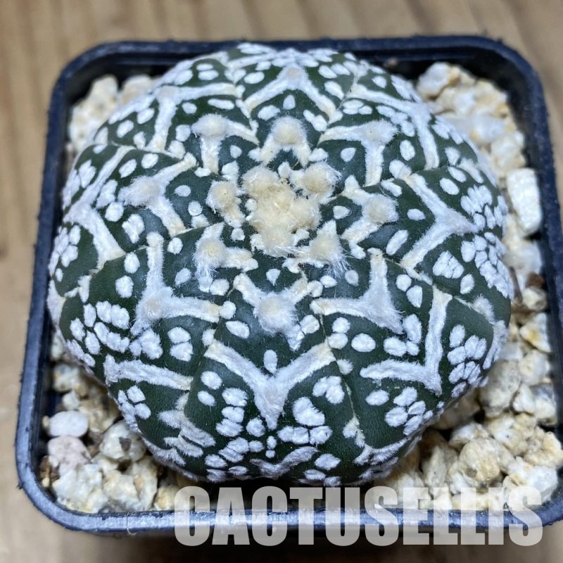 SH31168 Astrophytum asterias ‘Super Kabuto’ V-type f. nudum