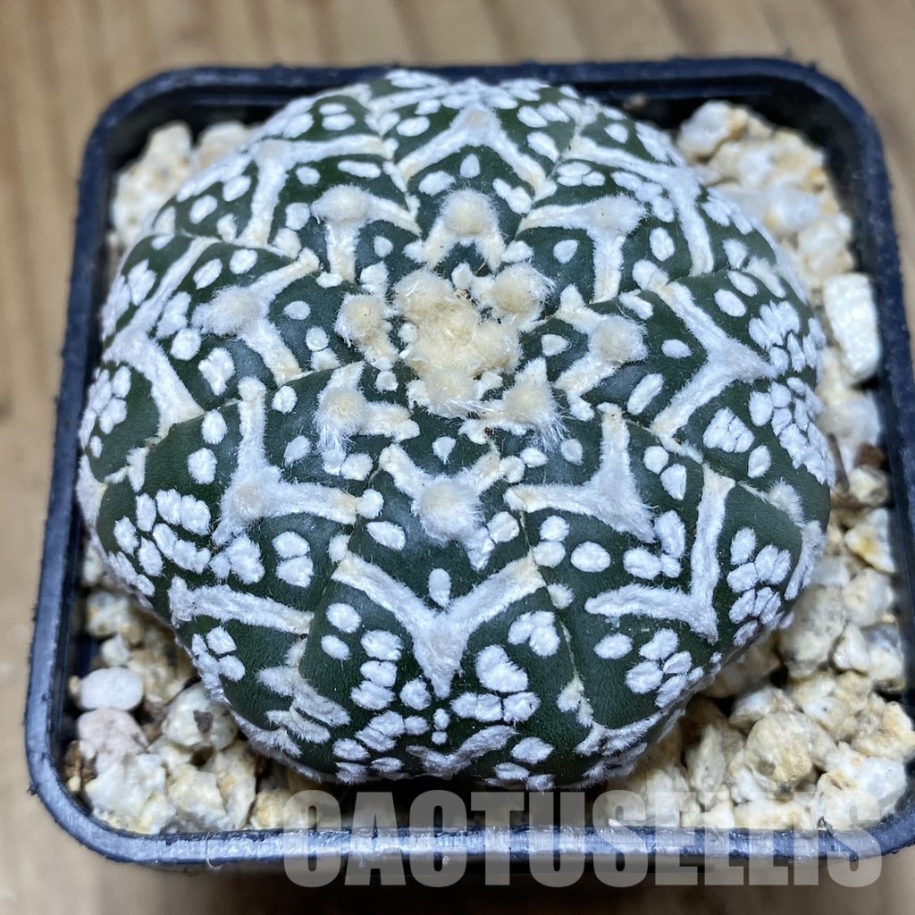 SH31168 Astrophytum asterias ‘Super Kabuto’ V-type f. nudum