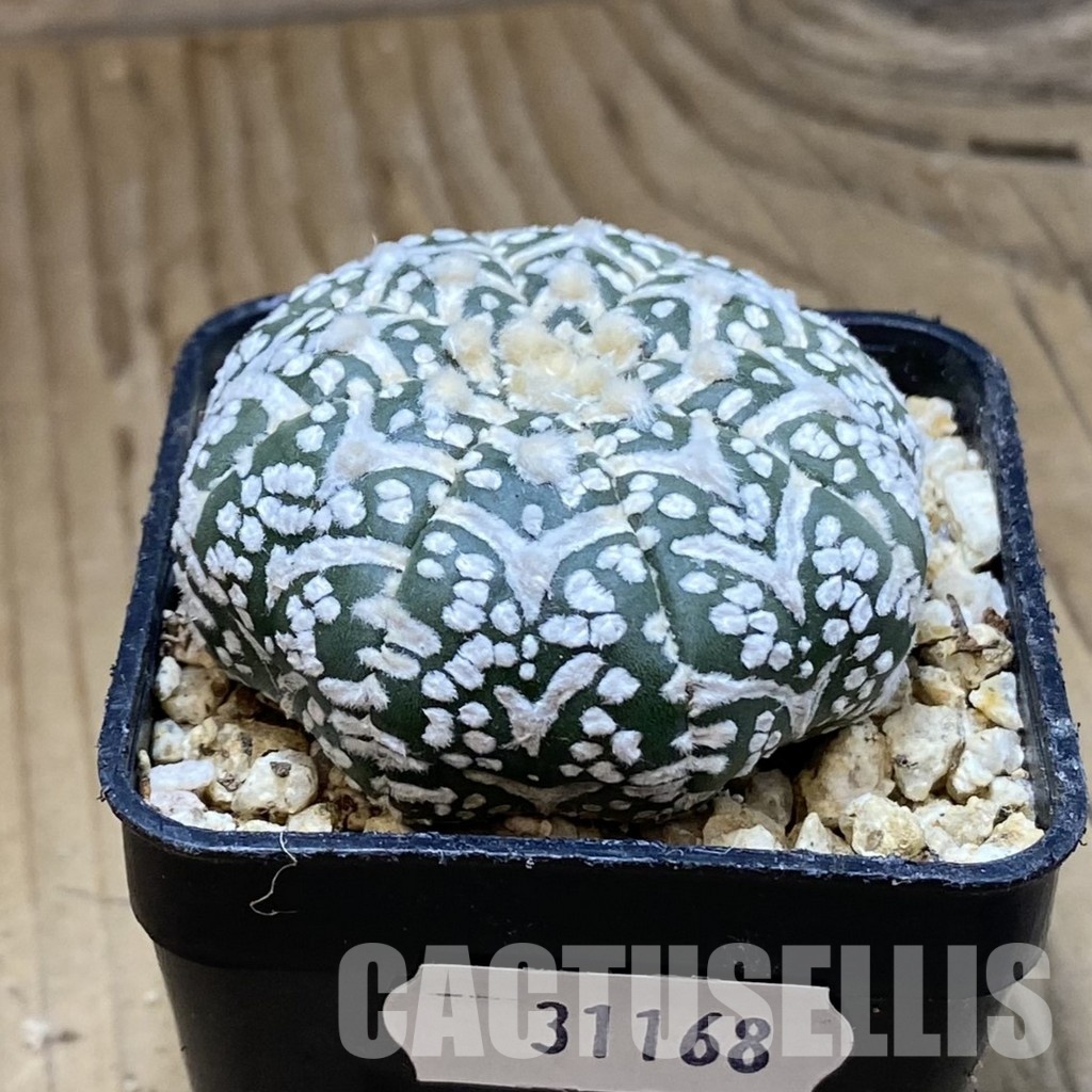 SH31168 Astrophytum asterias ‘Super Kabuto’ V-type f. nudum - Зображення 2