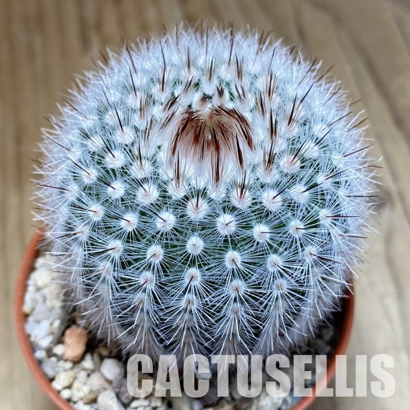 SH31128 Notocactus scopa