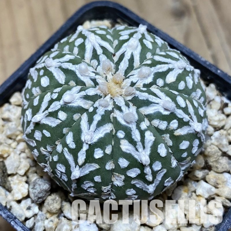 SH31169 Astrophytum asterias ‘Super Kabuto’ V-type f. nudum