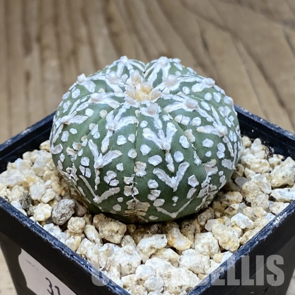 SH31169 Astrophytum asterias ‘Super Kabuto’ V-type f. nudum - Зображення 2