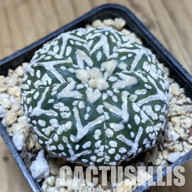 SH31170 Astrophytum asterias ‘Super Kabuto’ V-type f. nudum