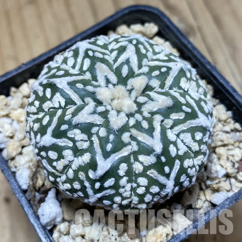 SH31170 Astrophytum asterias ‘Super Kabuto’ V-type f. nudum