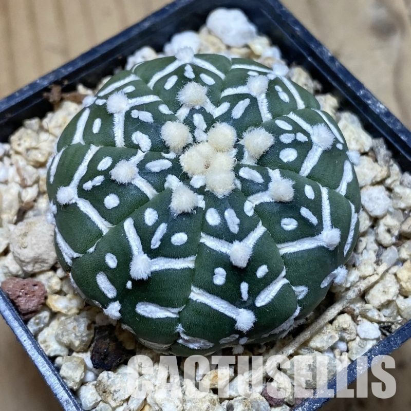 SH31171 Astrophytum asterias ‘Super Kabuto’ V-type f. nudum