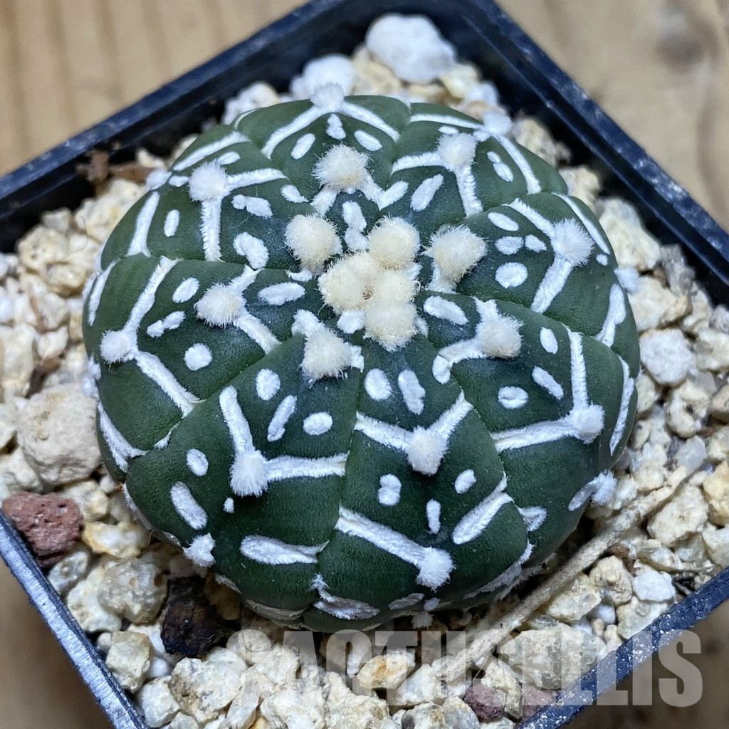 SH31171 Astrophytum asterias ‘Super Kabuto’ V-type f. nudum