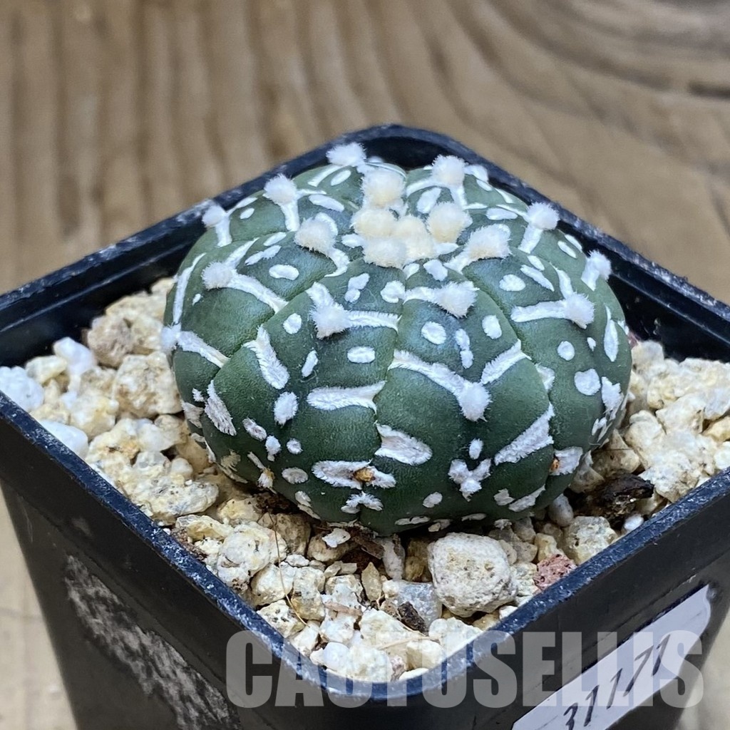 SH31171 Astrophytum asterias ‘Super Kabuto’ V-type f. nudum - Зображення 2