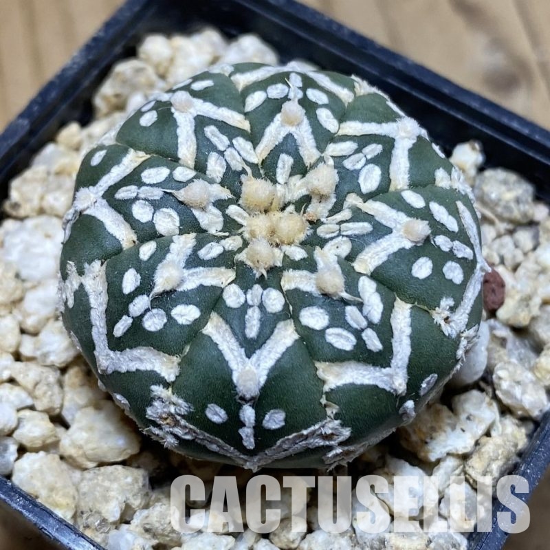 SH31172 Astrophytum asterias ‘Super Kabuto’ V-type f. nudum