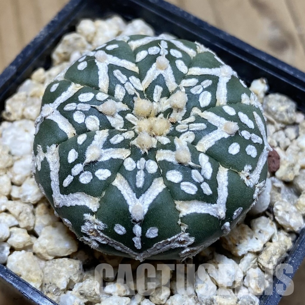 SH31172 Astrophytum asterias ‘Super Kabuto’ V-type f. nudum