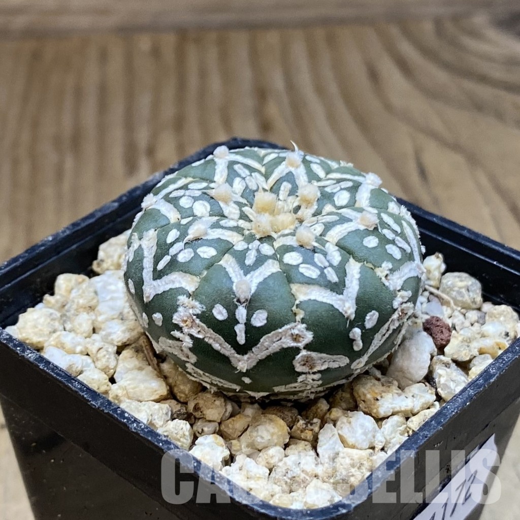 SH31172 Astrophytum asterias ‘Super Kabuto’ V-type f. nudum - Зображення 2