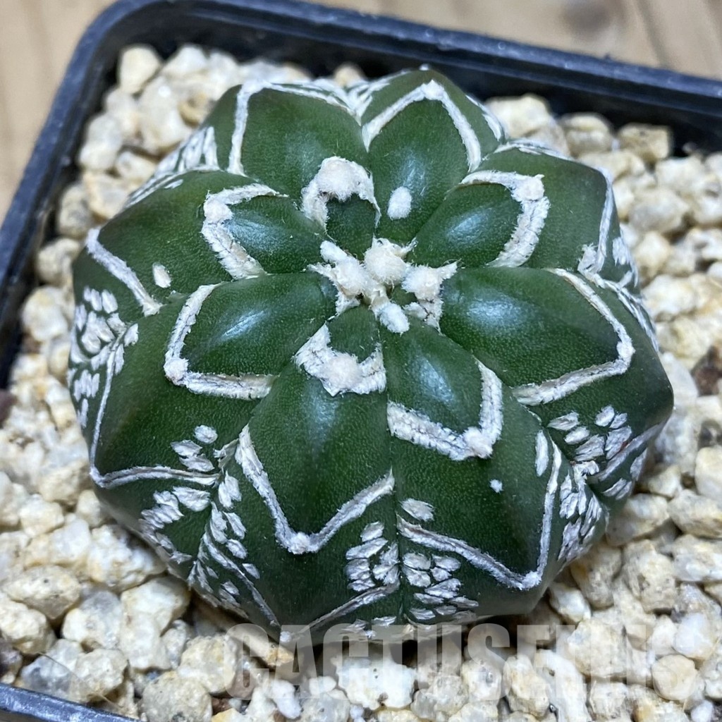 SH31173 Astrophytum asterias ‘Super Kabuto’ V-type f. nudum