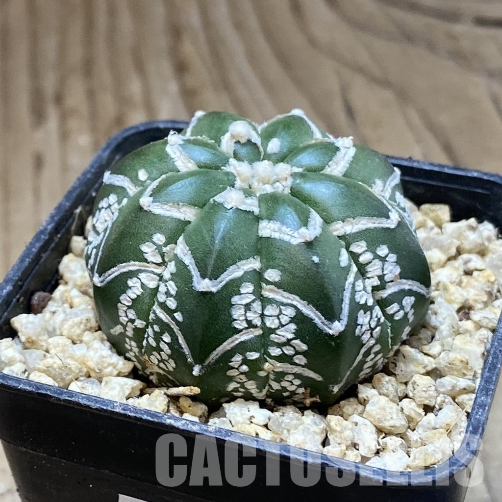 SH31173 Astrophytum asterias ‘Super Kabuto’ V-type f. nudum - Зображення 2