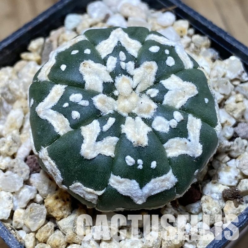 SH31174 Astrophytum asterias ‘Super Kabuto’ V-type f. nudum