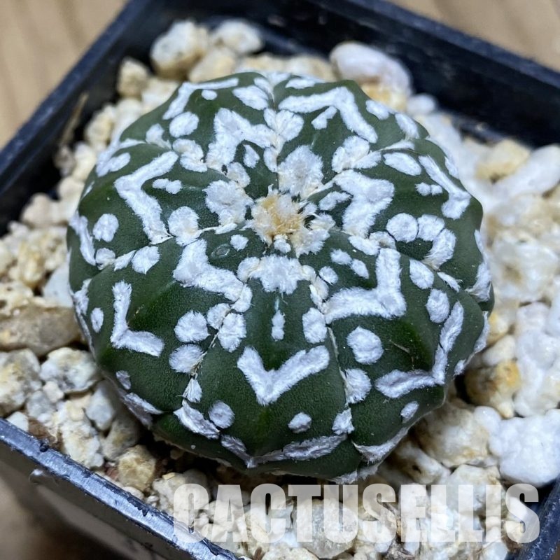 SH31175 Astrophytum asterias ‘Super Kabuto’ V-type f. nudum