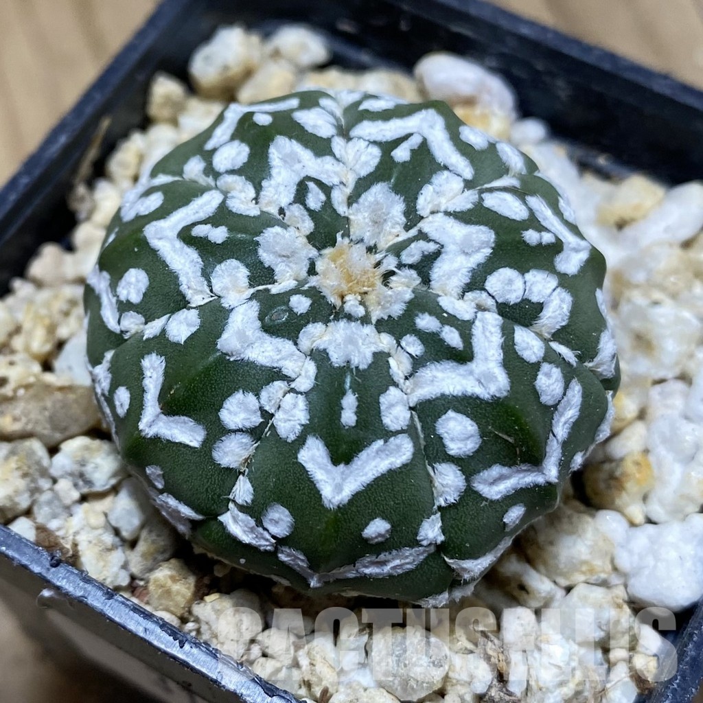 SH31175 Astrophytum asterias ‘Super Kabuto’ V-type f. nudum