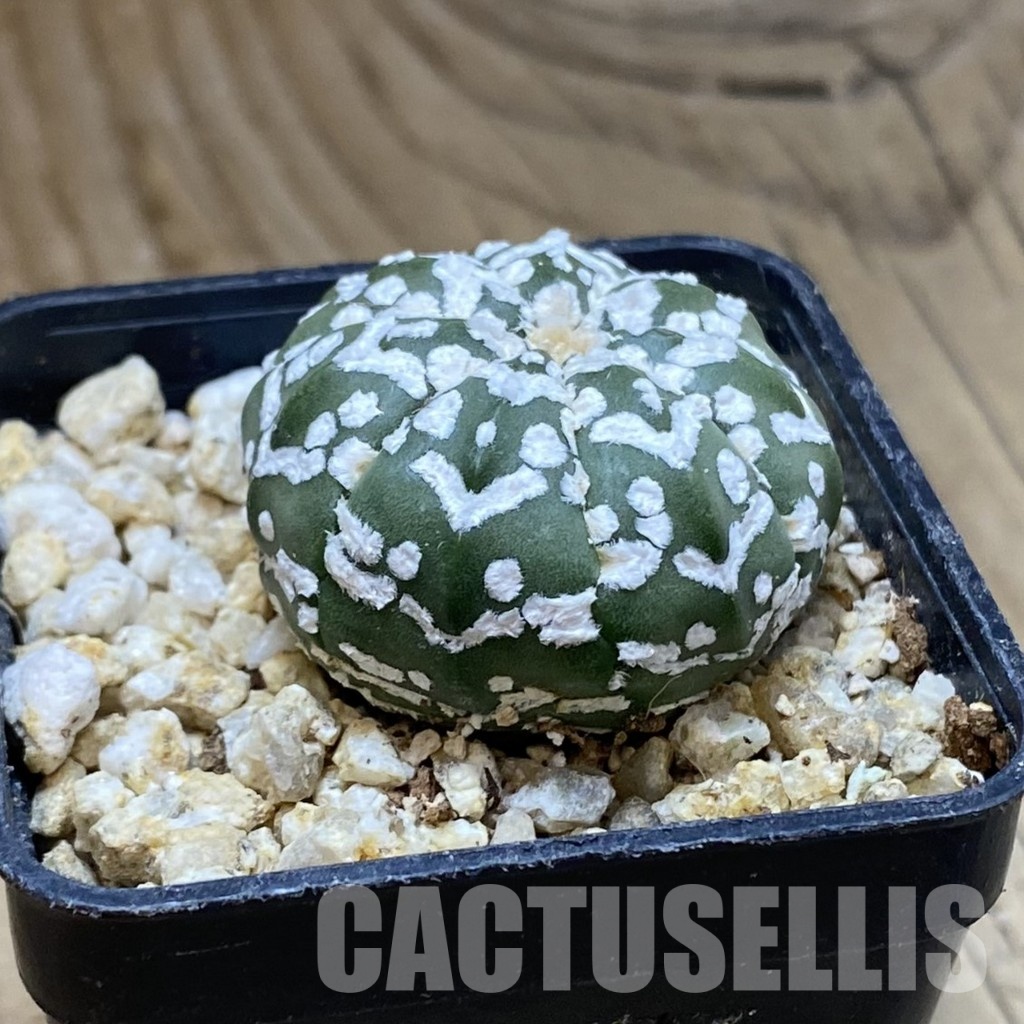 SH31175 Astrophytum asterias ‘Super Kabuto’ V-type f. nudum - Зображення 2