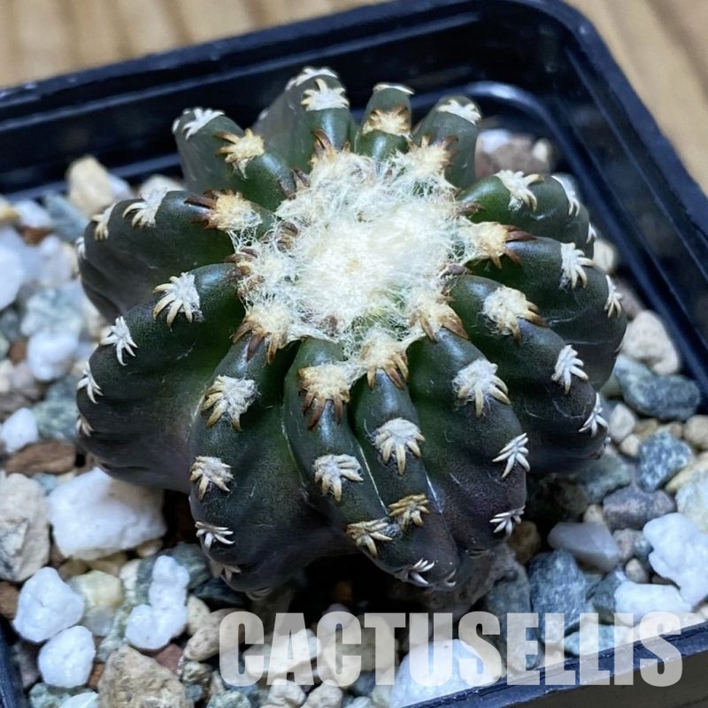 SH31176 Discocactus horstii