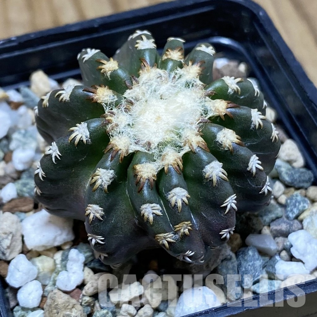 SH31176 Discocactus horstii