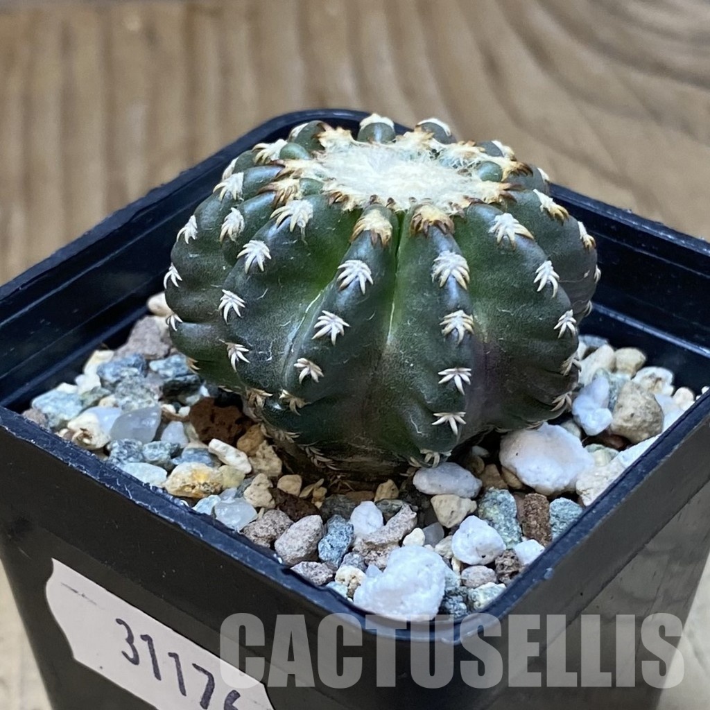 SH31176 Discocactus horstii - Зображення 2
