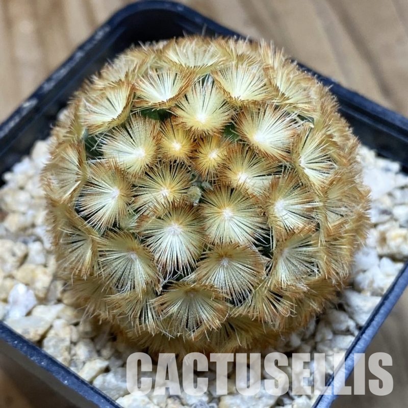 SH31179 Mammillaria carmenae ‘Buddha’ hybrid