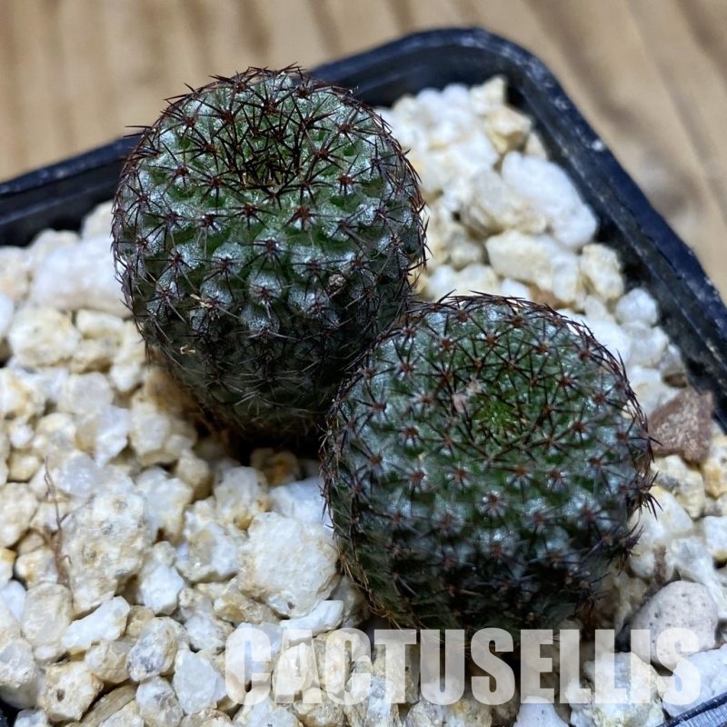 SH31181 Frailea chiquitana, seedling 2 plants