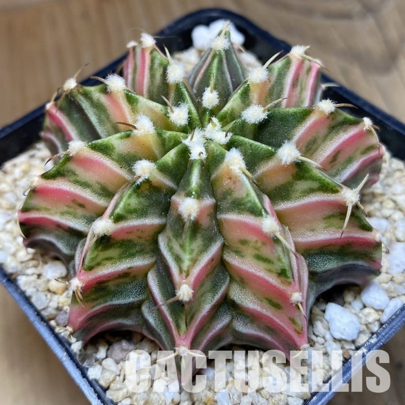 SH31182 Gymnocalycium friedrichii LB f. variegata, seedling