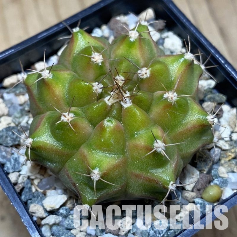 SH31183 Gymnocalycium mihanovichii ‘Neon’ hybrid