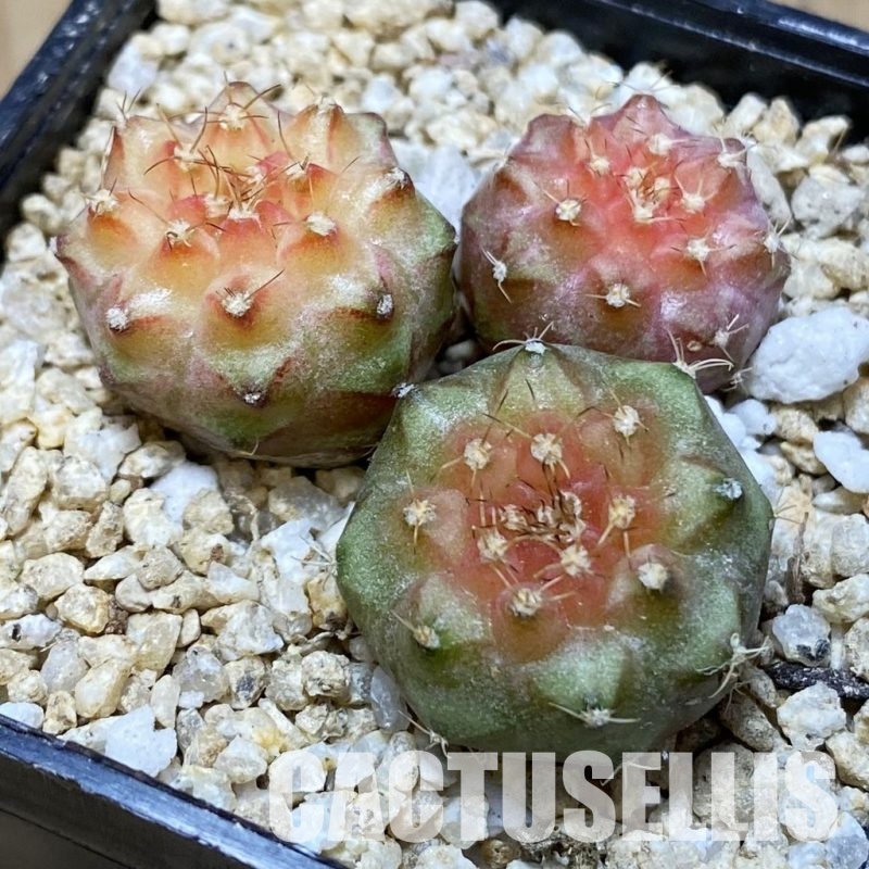 SH31184 Gymnocalycium mihanovichii ‘Neon’ hybrid, 3 plants