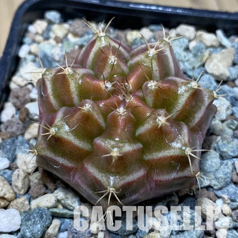 SH31185 Gymnocalycium mihanovichii ‘Neon’ hybrid