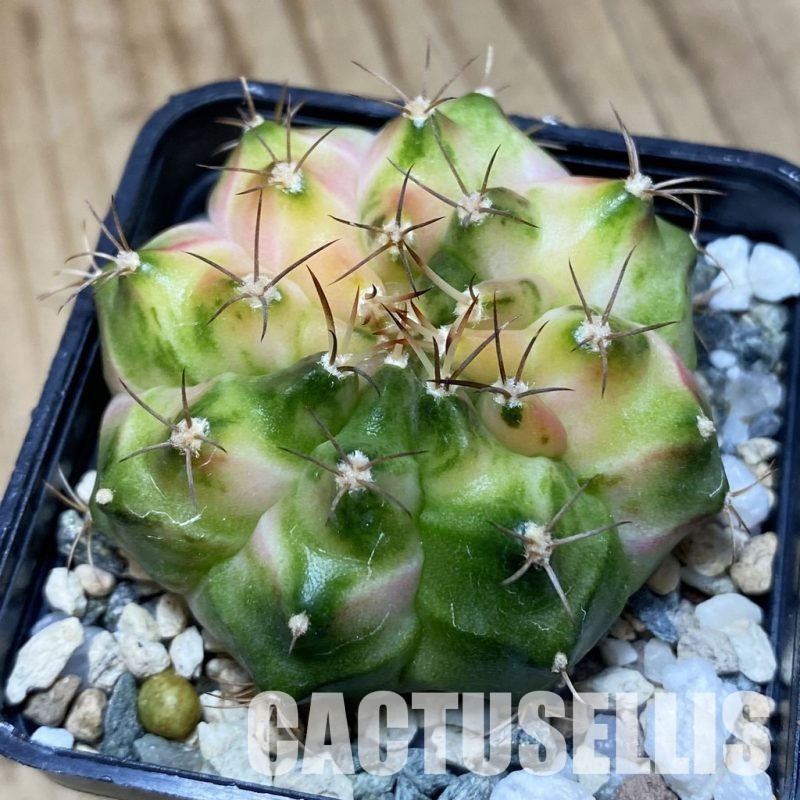 SH31186 Gymnocalycium mihanovichii ‘Neon’ hybrid