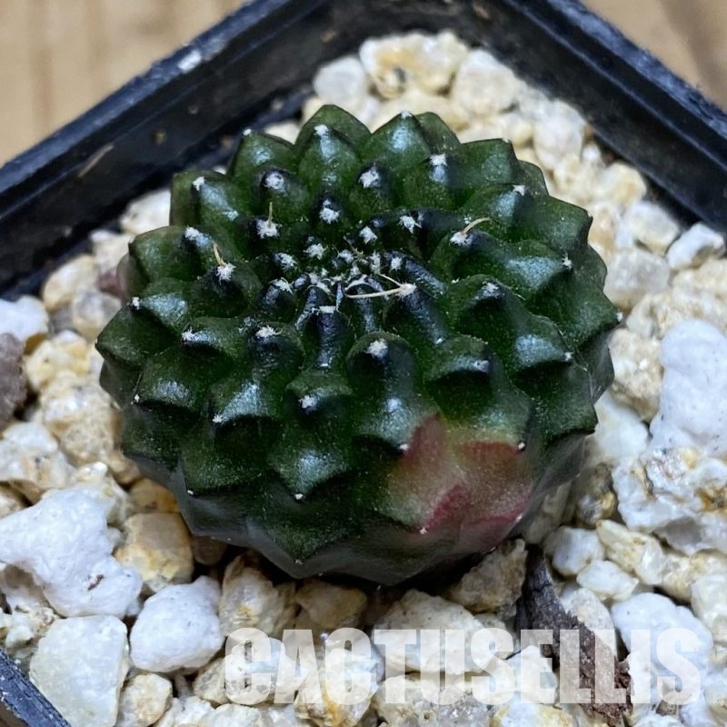 SH31187 Gymnocalycium mihanovichii ‘inermis’ f. variegata, seedling