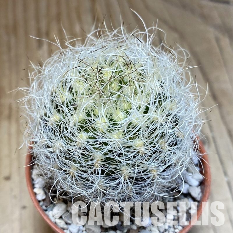 SH31130 Neoporteria nidus