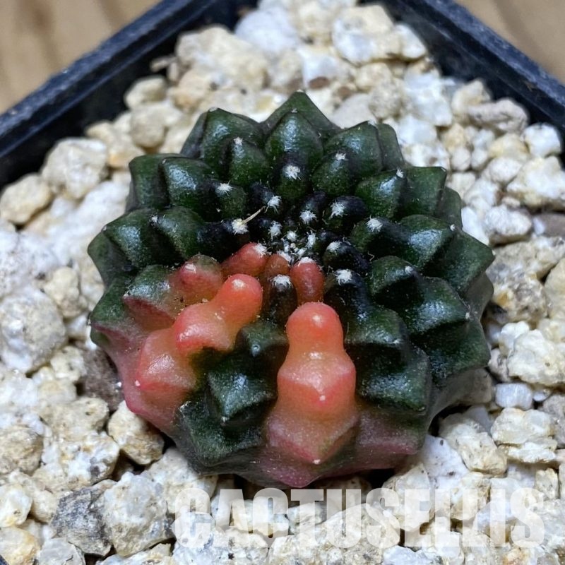 SH31188 Gymnocalycium mihanovichii ‘inermis’ f. variegata, seedling