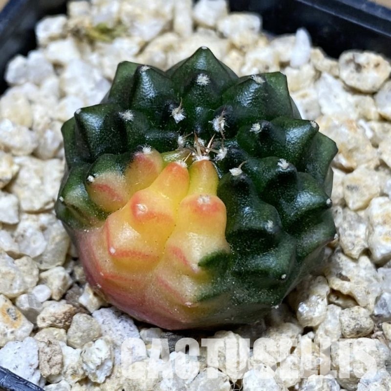 SH31189 Gymnocalycium mihanovichii ‘inermis’ f. variegata, seedling