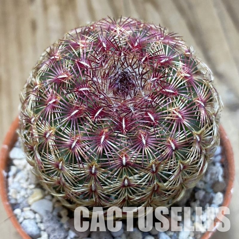 SH31132 Echinocereus rigidissimus v. rubispinus