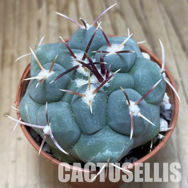 SH31134 Thelocactus hexaedrophorus