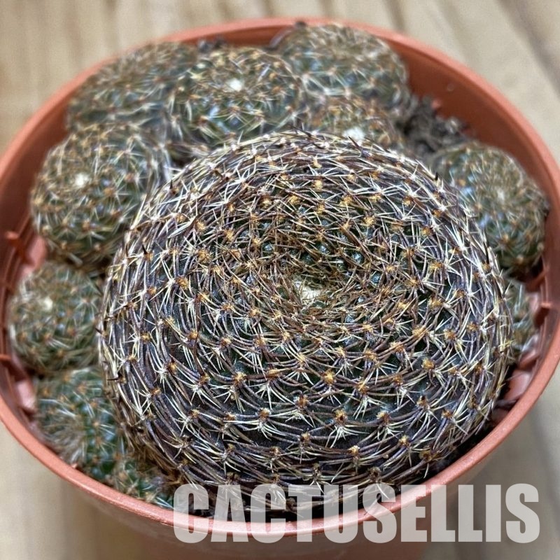 SH31135 Rebutia heliosa v. condorensis
