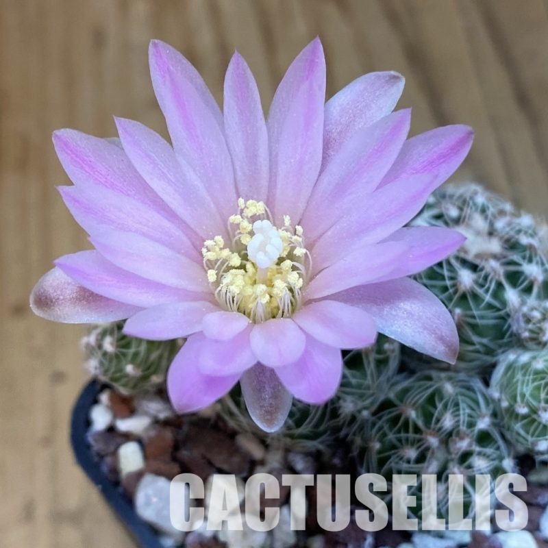 SH31027 Gymnocalycium bruchii