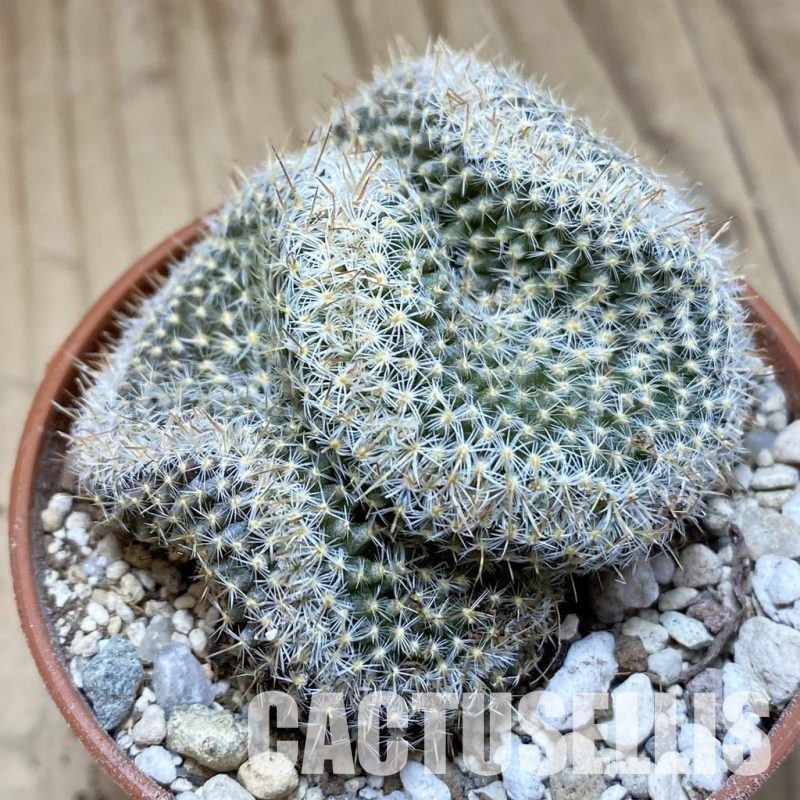 SH31138 Mammillaria perbella f. cristata