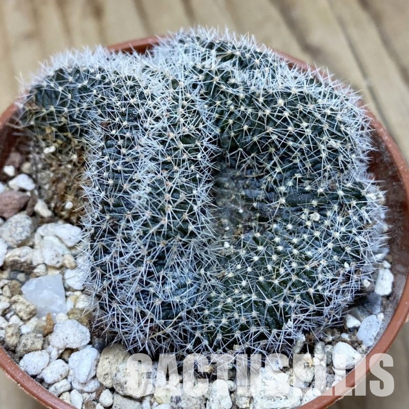 SH31139 Lobivia densispina f. cristata