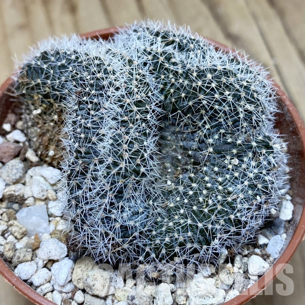 SH31139 Lobivia densispina f. cristata