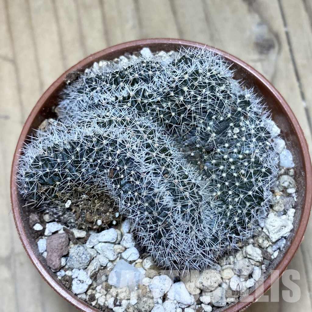 SH31139 Lobivia densispina f. cristata - Зображення 2